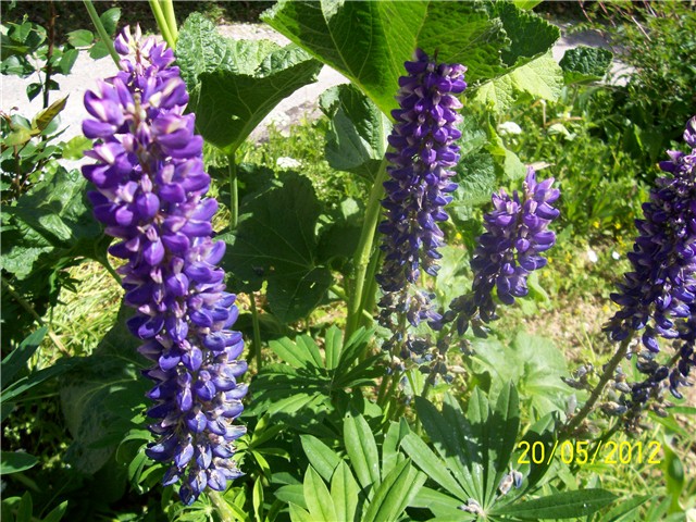 Lupinus